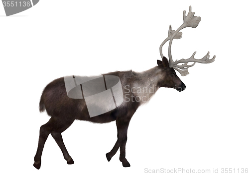 Image of Caribou