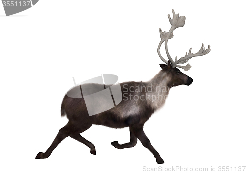 Image of Caribou