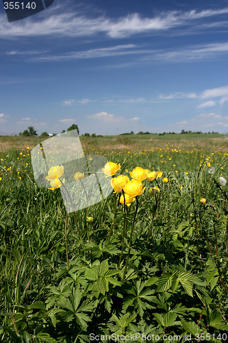 Image of Globeflower in Poland