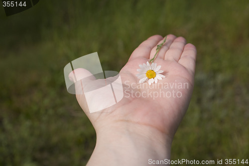 Image of daisy on hand