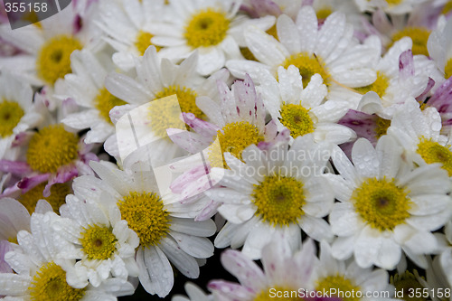 Image of chrysanthemum