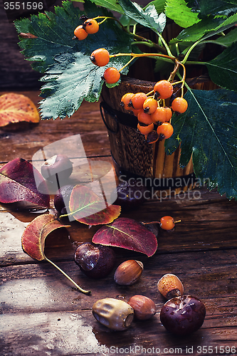 Image of Autumn still life