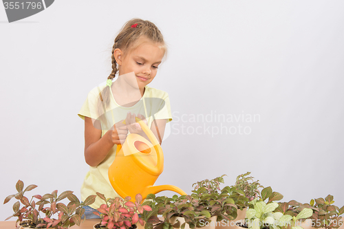 Image of Six year old girl caring for potted flowers