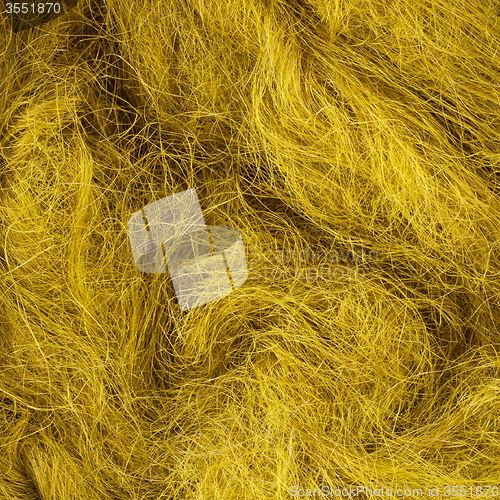 Image of Wild hair in a close-up