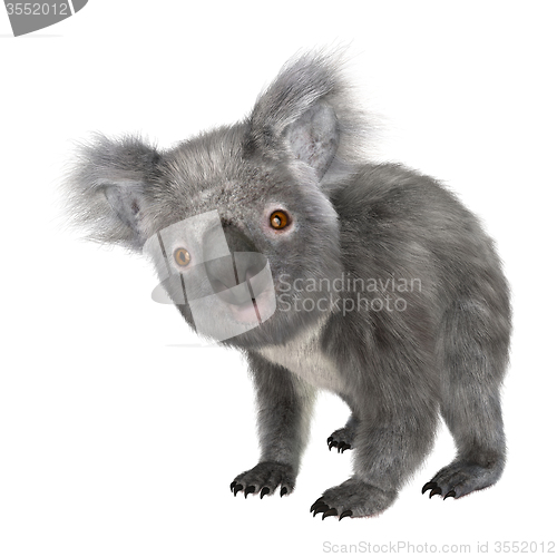 Image of Koala