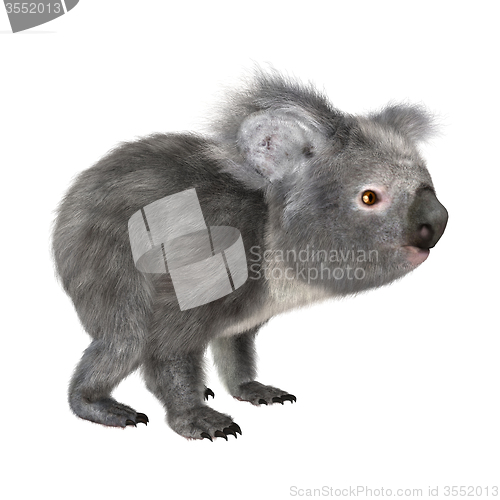 Image of Koala