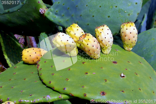 Image of Cactus Fruit. Opuntia ficus indica.