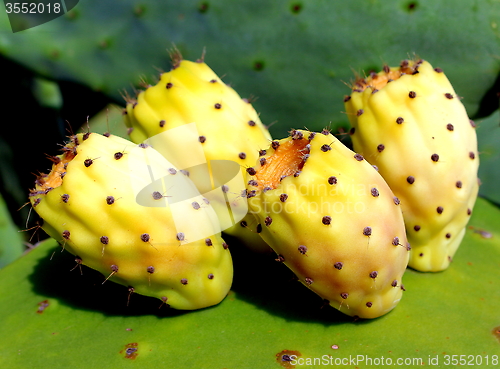 Image of Cactus Pear. Opuntia ficus indica.