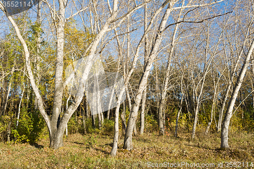 Image of autumn