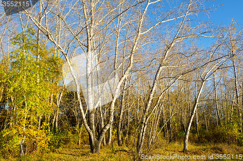 Image of autumn