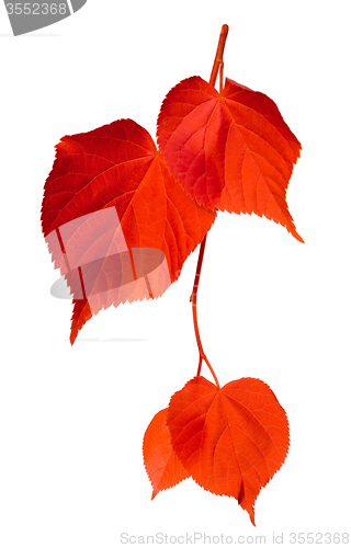 Image of Red linden-tree leafs