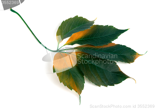 Image of Multicolor grapes leaf (Parthenocissus quinquefolia foliage)