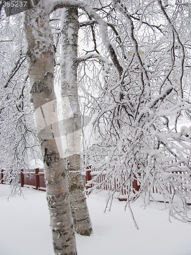 Image of Birch trees in snow