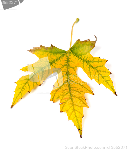 Image of Autumn yellowed leaf