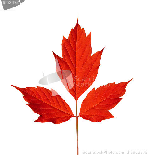 Image of Red acer negundo leaf