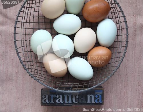 Image of naturally colored eggs of Araucana hens