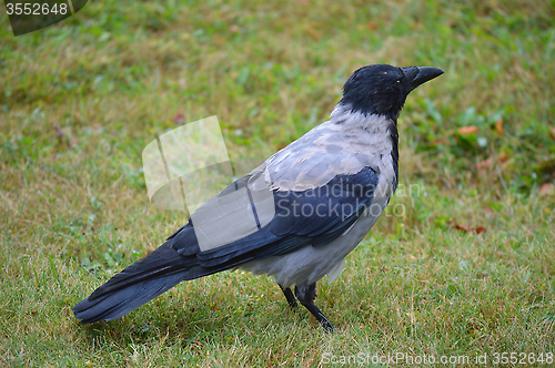 Image of Crow