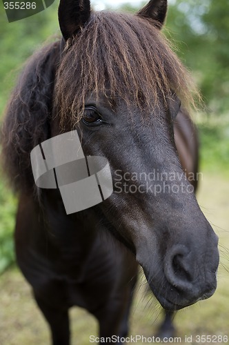 Image of Horse