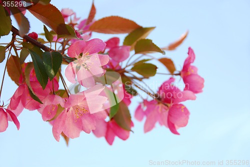 Image of Apple blossom