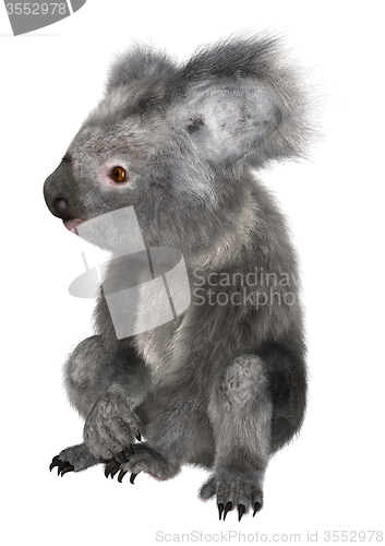 Image of Koala