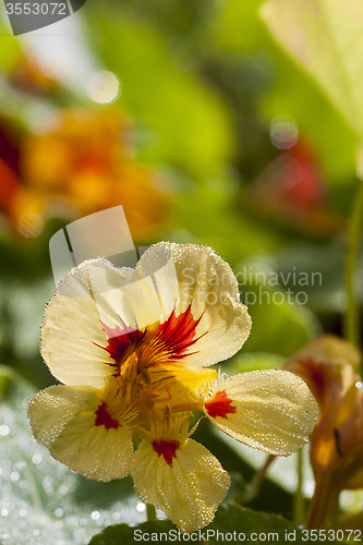 Image of indian cress