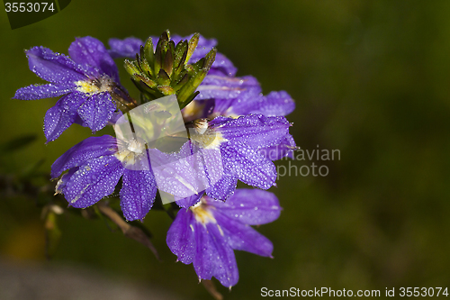 Image of blue flower with droplets