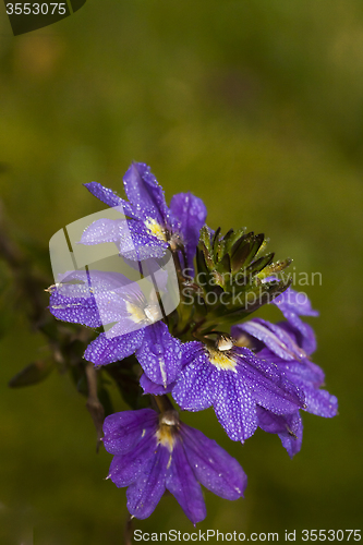 Image of blue flower