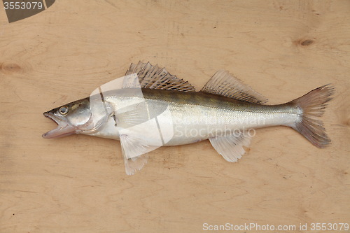 Image of  walleye with open mouth