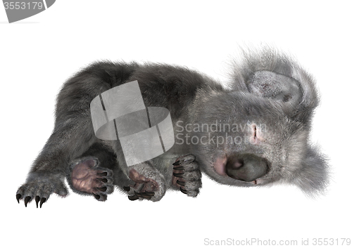Image of Koala