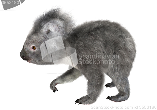 Image of Koala