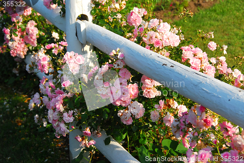 Image of Pink roses fence