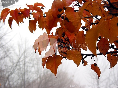 Image of Foggy fall