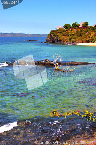 Image of andilana beach seaweed in indian ocean madagascar  