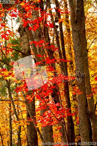 Image of Fall forest background