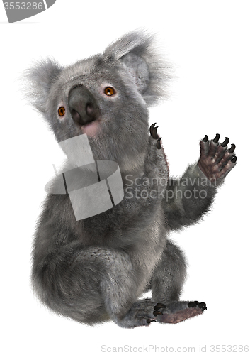 Image of Koala