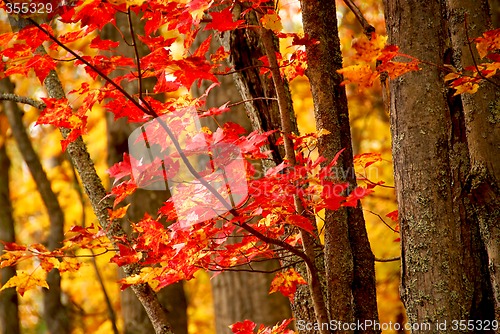 Image of Fall forest background