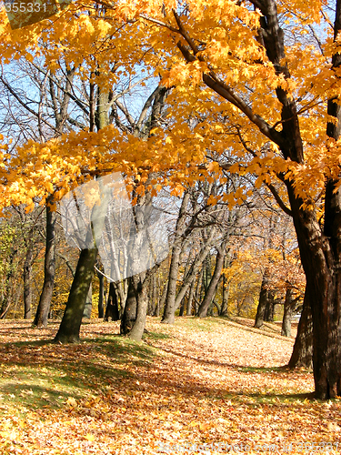 Image of Forest path 1