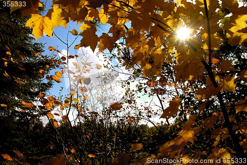 Image of Autumn sun