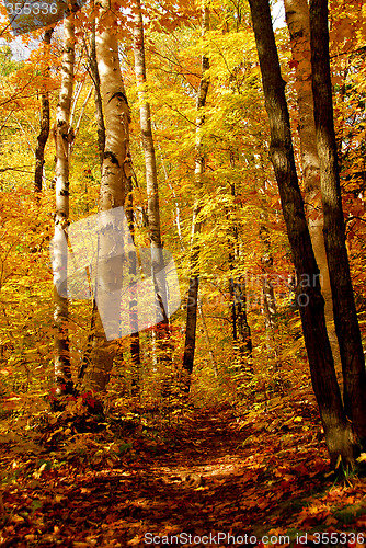 Image of Fall forest