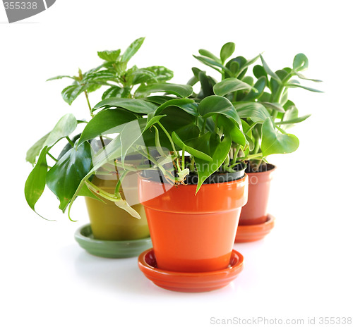 Image of Assorted houseplants