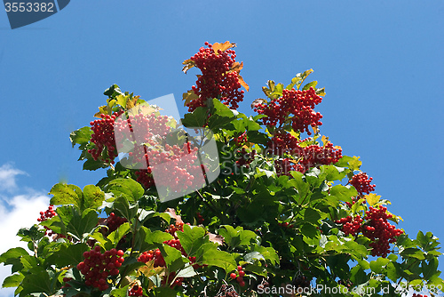 Image of viburnum berries