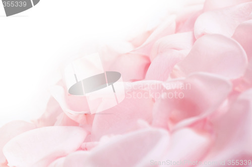 Image of Pink rose petals