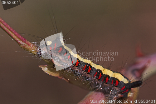 Image of caterpillar