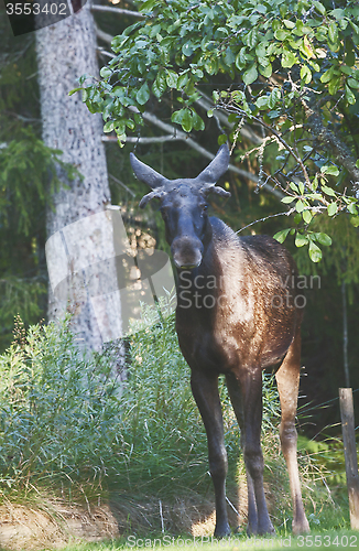 Image of young moose bull