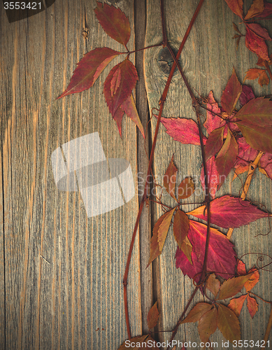 Image of herbarium. autumn still life