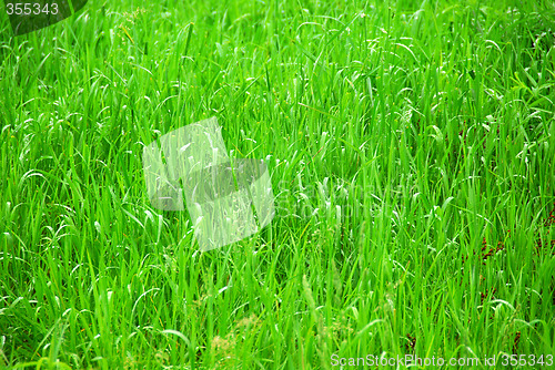 Image of Green grass