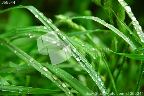 Image of Green grass