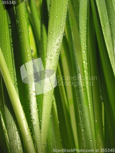 Image of Green grass macro