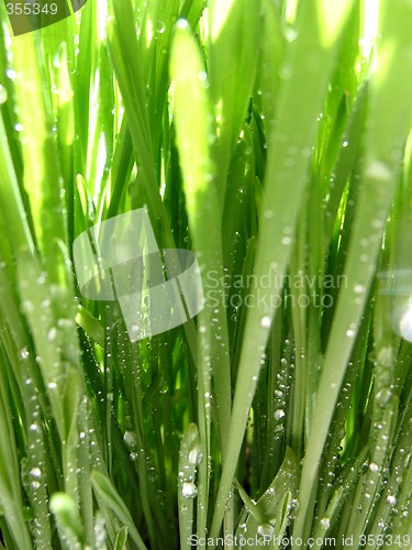 Image of Green grass macro