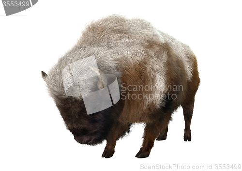 Image of American Bison